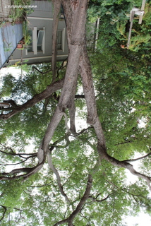 Canforo orto botanico Messina